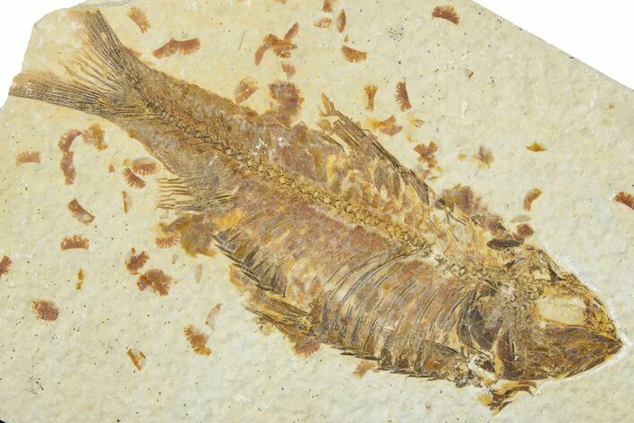 Detailed Fossil Fish (Knightia) - Wyoming #330824